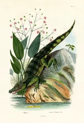 Caimán, 1833-39